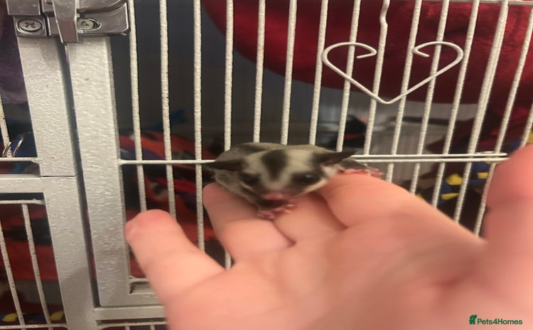 Sugar Glider rodents - Advert 16