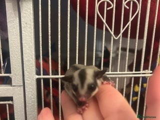 Sugar Glider rodents - Advert 3