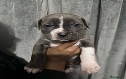 Mixed Breed dogs for sale: Cane Corso x Great Dane pups !! 7 available !! - Image 10