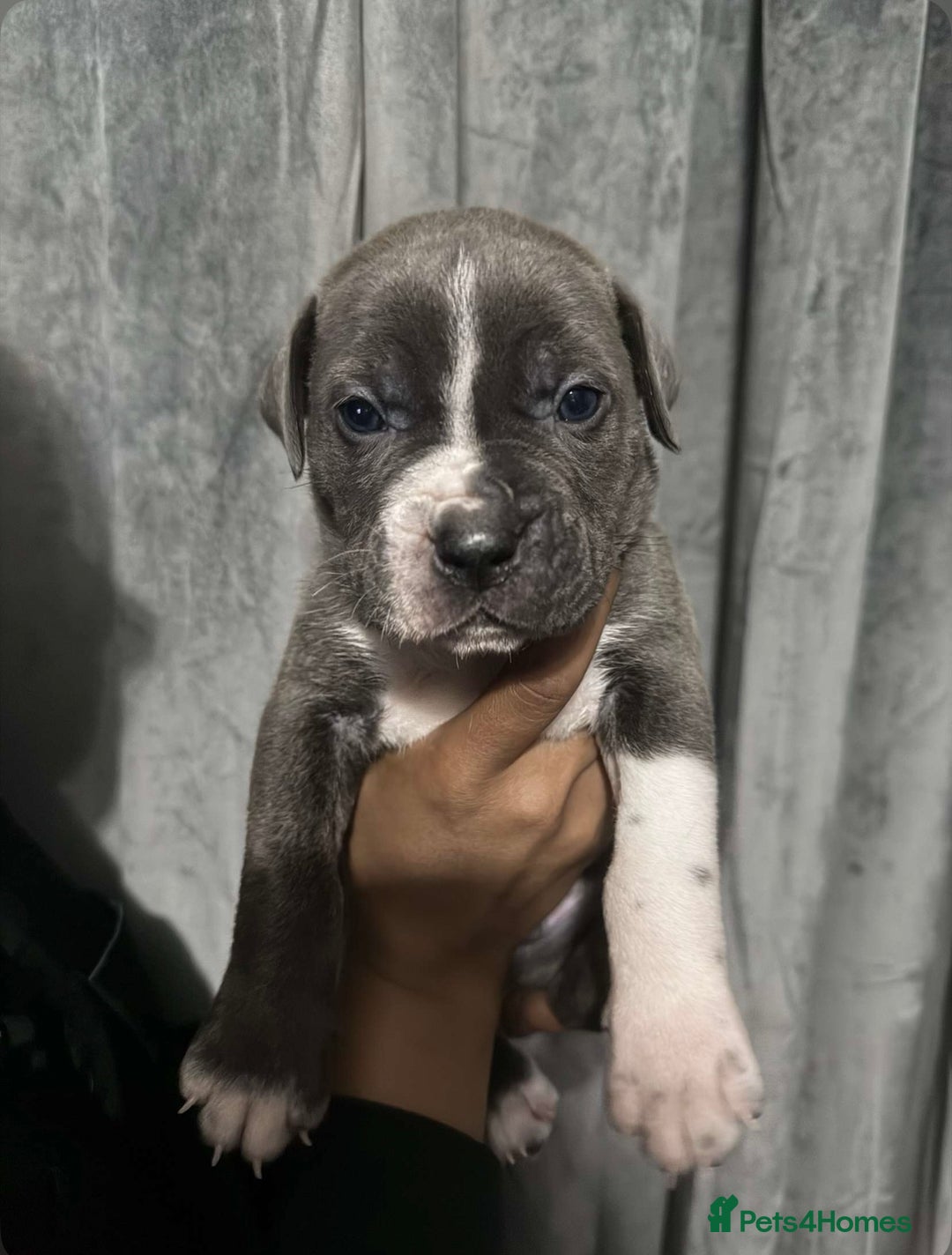 Mixed Breed dogs for sale: Cane Corso x Great Dane pups !! 7 available !! - Image 10