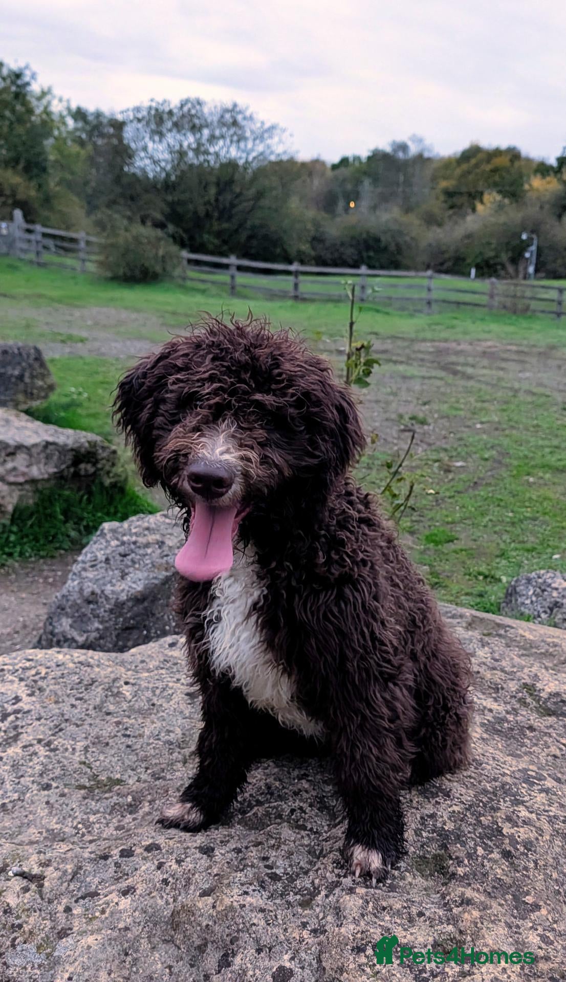 Spanish Water Dog dogs for sale: Spanish water dog - Advert 1