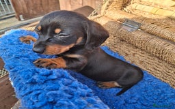 Dachshund dogs for sale: Minature Dachshund puppy,s - Image 7