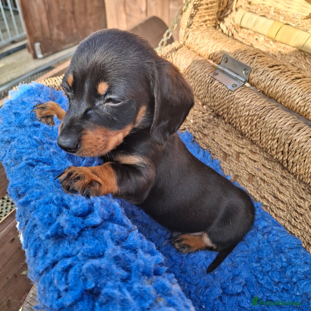 Dachshund dogs for sale: Minature Dachshund puppy,s - Image 7