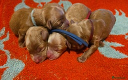 Cockapoo dogs for sale: American cockerpoo licensed Breeder health tested  - Image 24