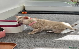 Bengal cats for sale: SNOW BENGAL BLUE EYES TICA PET/ACTIVE - Image 24