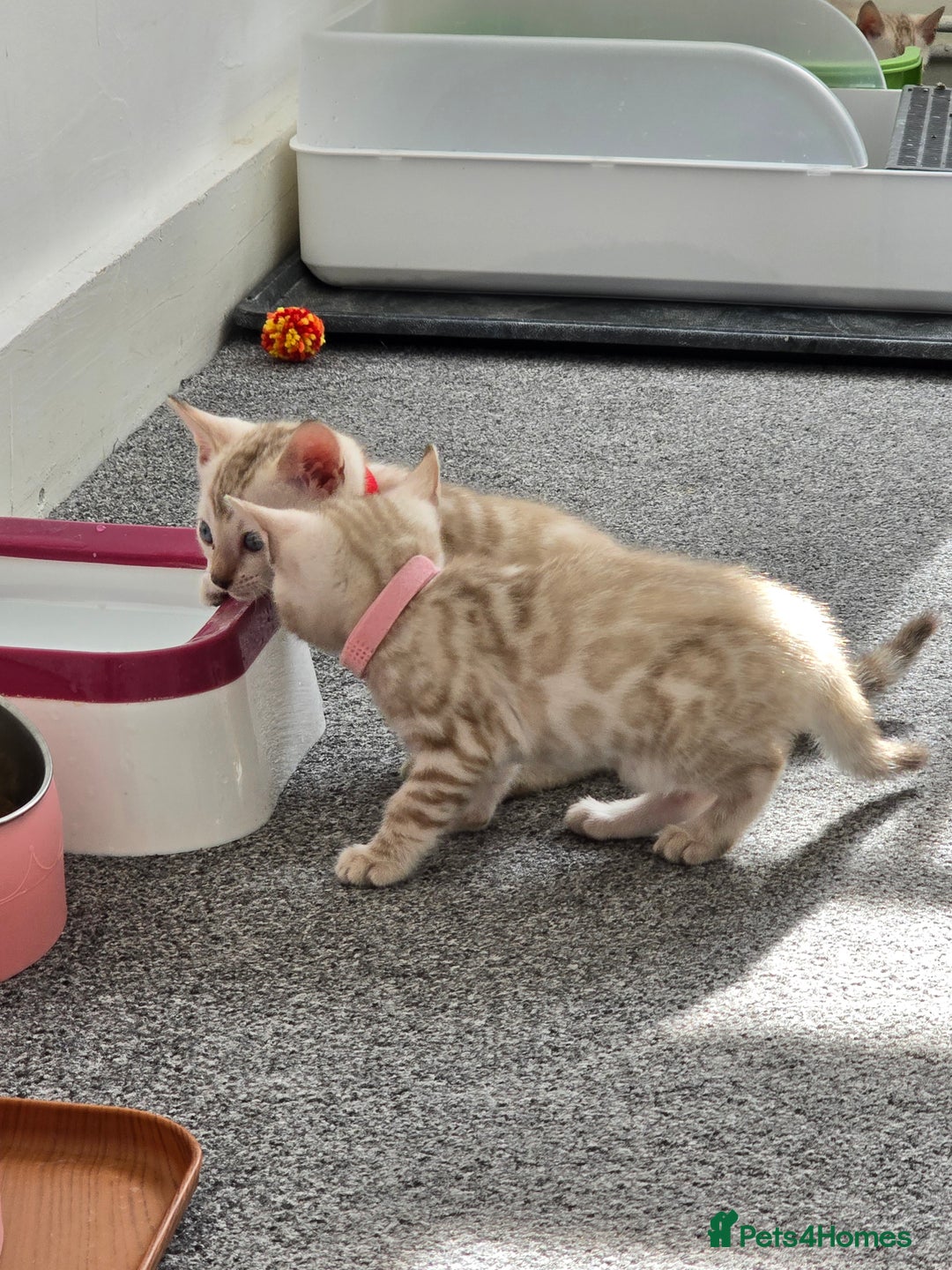 Bengal cats for sale: SNOW BENGAL BLUE EYES TICA PET/ACTIVE - Image 24
