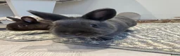 Netherland Dwarf rabbits for sale: Netherland dwarf house rabbits  - Advert 2