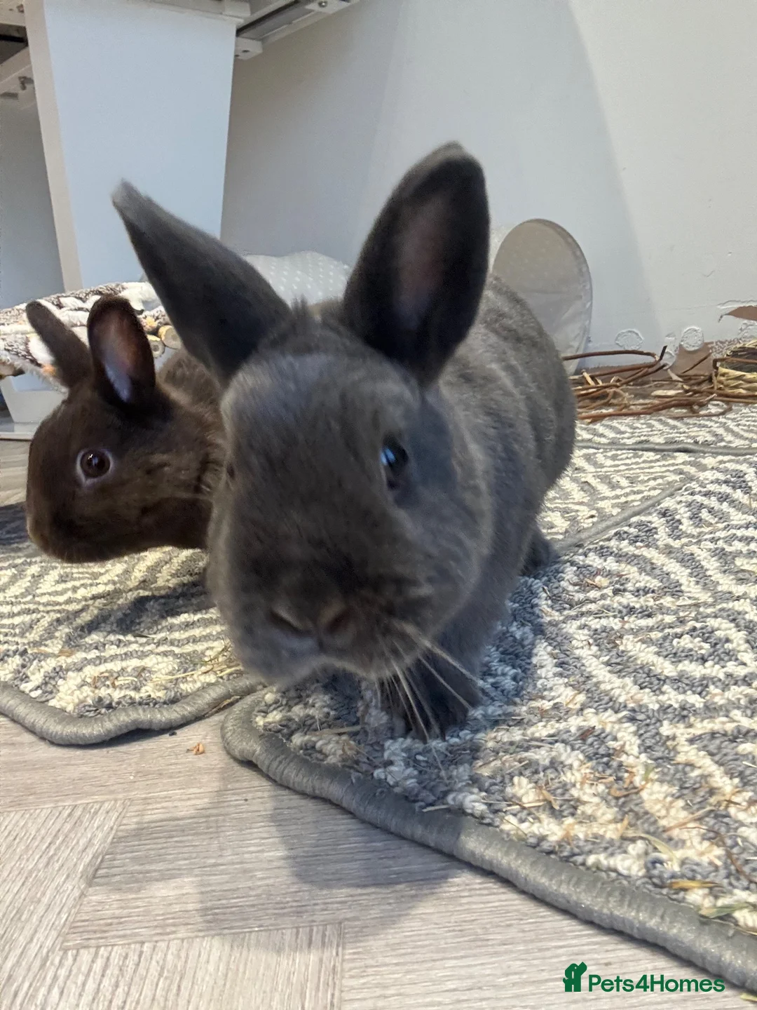 Netherland Dwarf rabbits for sale: Netherland dwarf house rabbits  - Advert 2