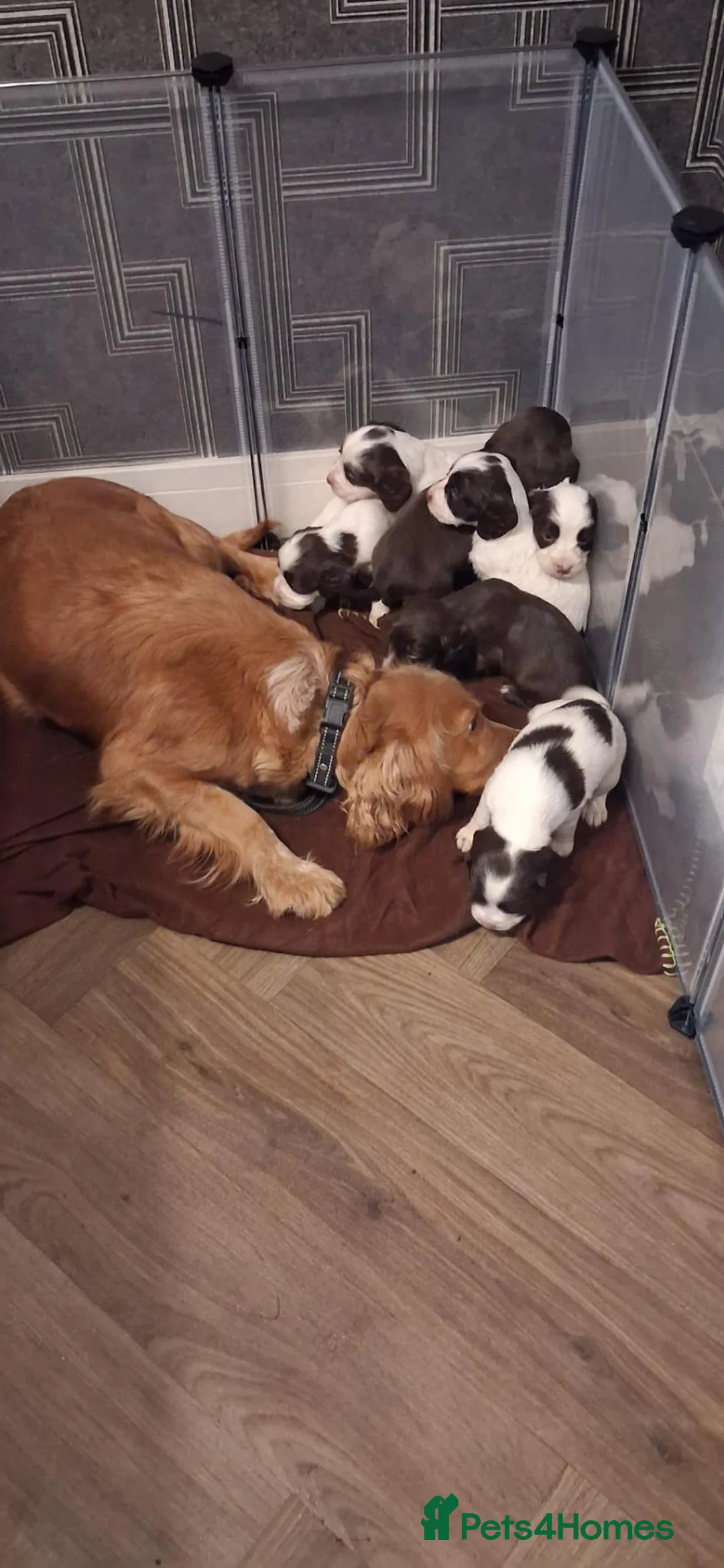 Sprocker dogs for sale: Beautiful spring spaniel in Barnsley - Advert 2