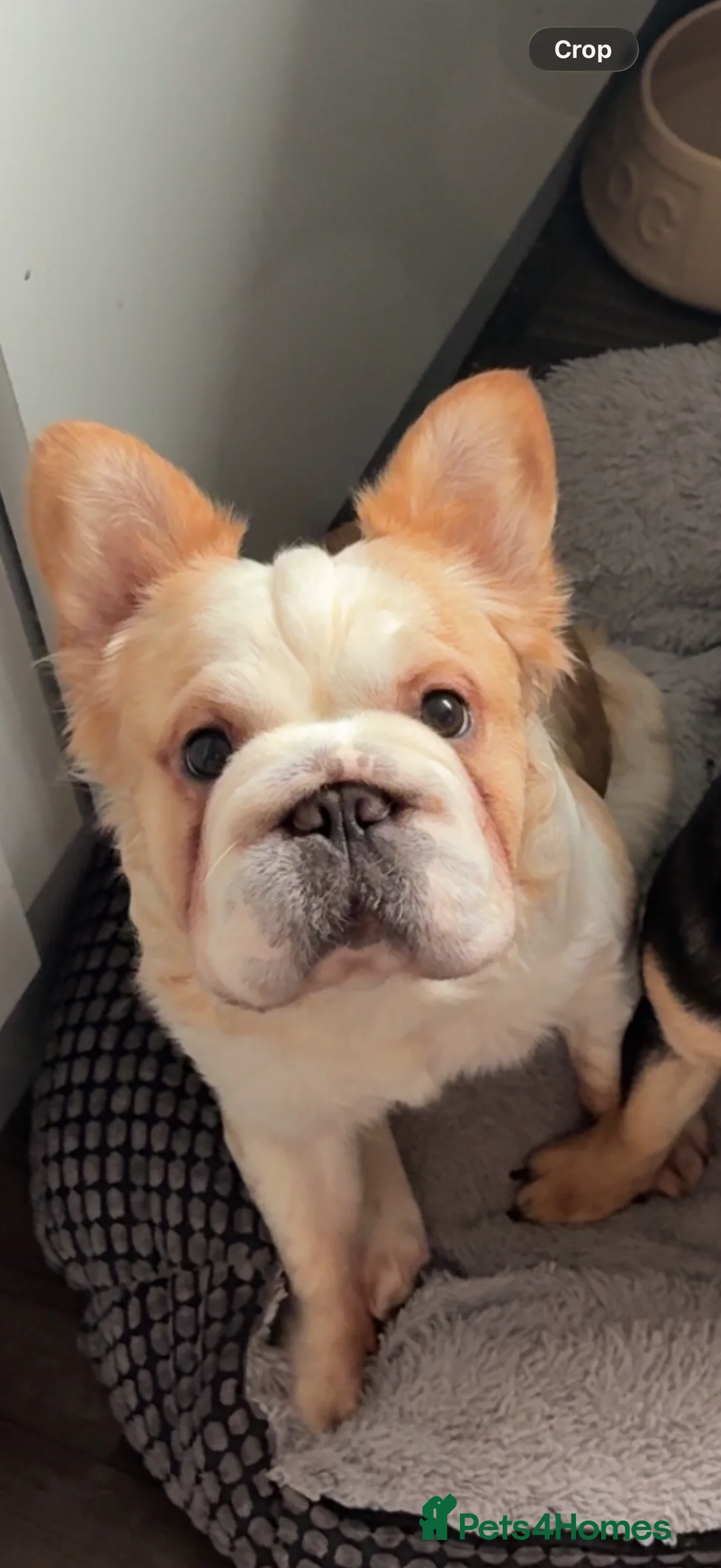 French Bulldog dogs for sale: French bulldogs - Advert 2