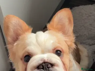 French Bulldog dogs French bulldogs - Advert 8