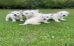 West Highland Terrier dogs for sale: West highland terriers - Image 5
