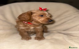 Cockapoo dogs for sale: F1 Cockapoo puppies  - Image 14