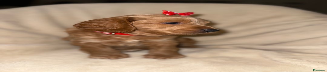Cockapoo Puppy 8