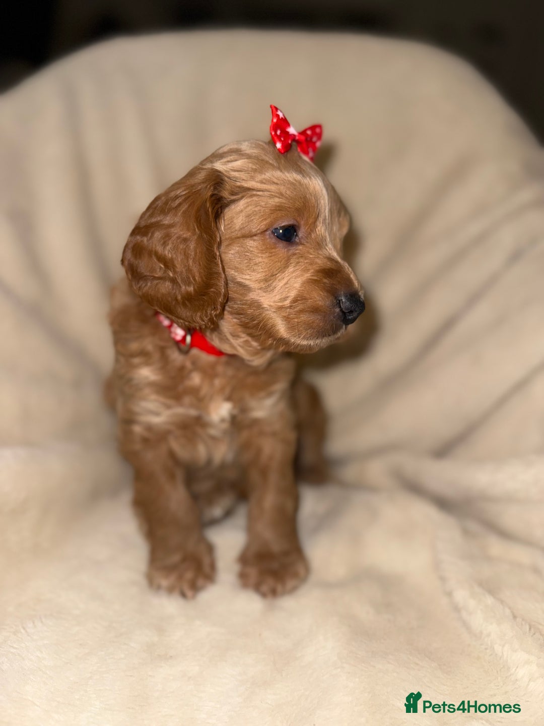 Cockapoo dogs for sale: F1 Cockapoo puppies  - Image 14