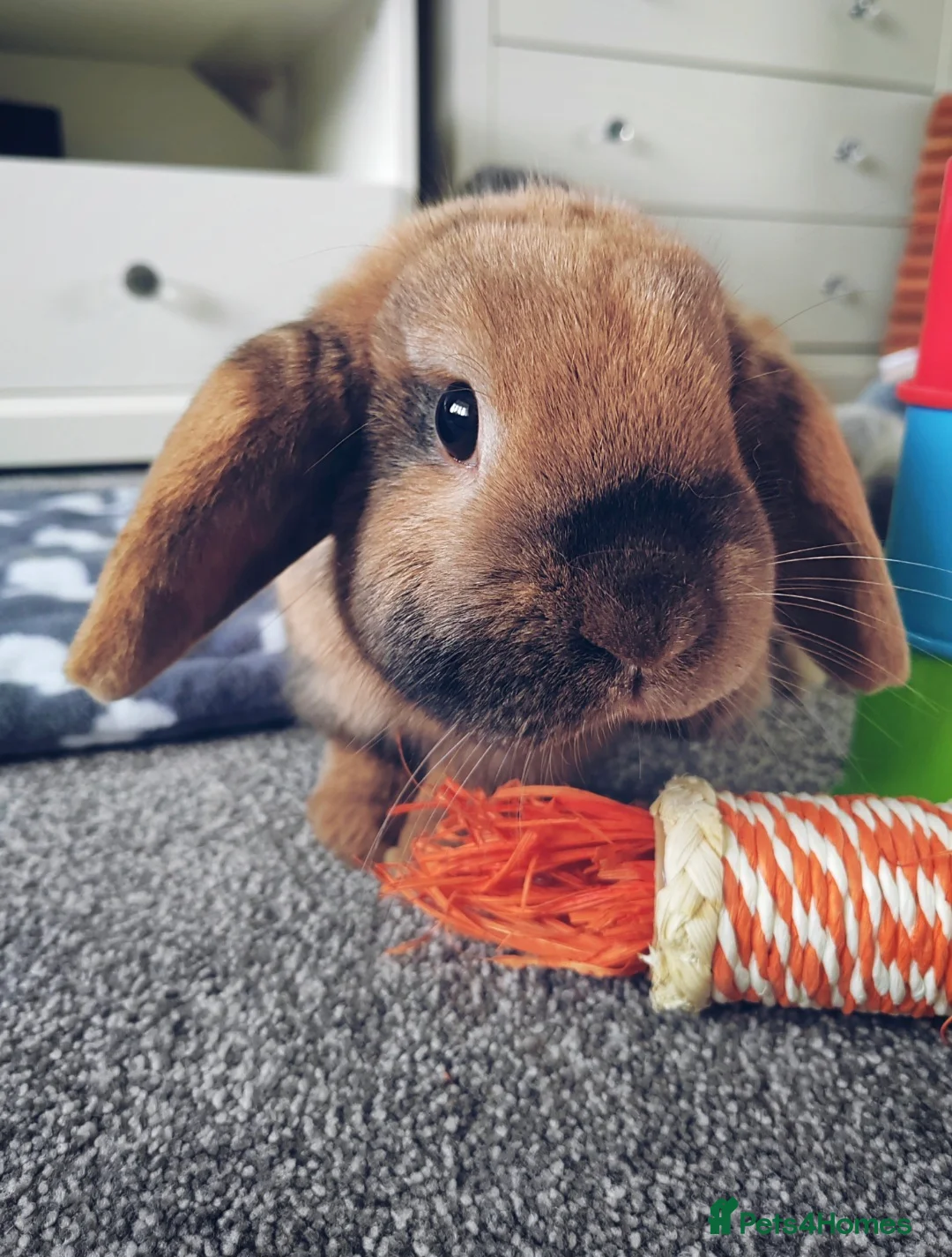 Mini Lop rabbits for sale: Bonded Pair of Lop Buns, Male/Female, Neutered - Advert 4