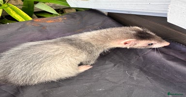 Ferret rodents - Advert 8
