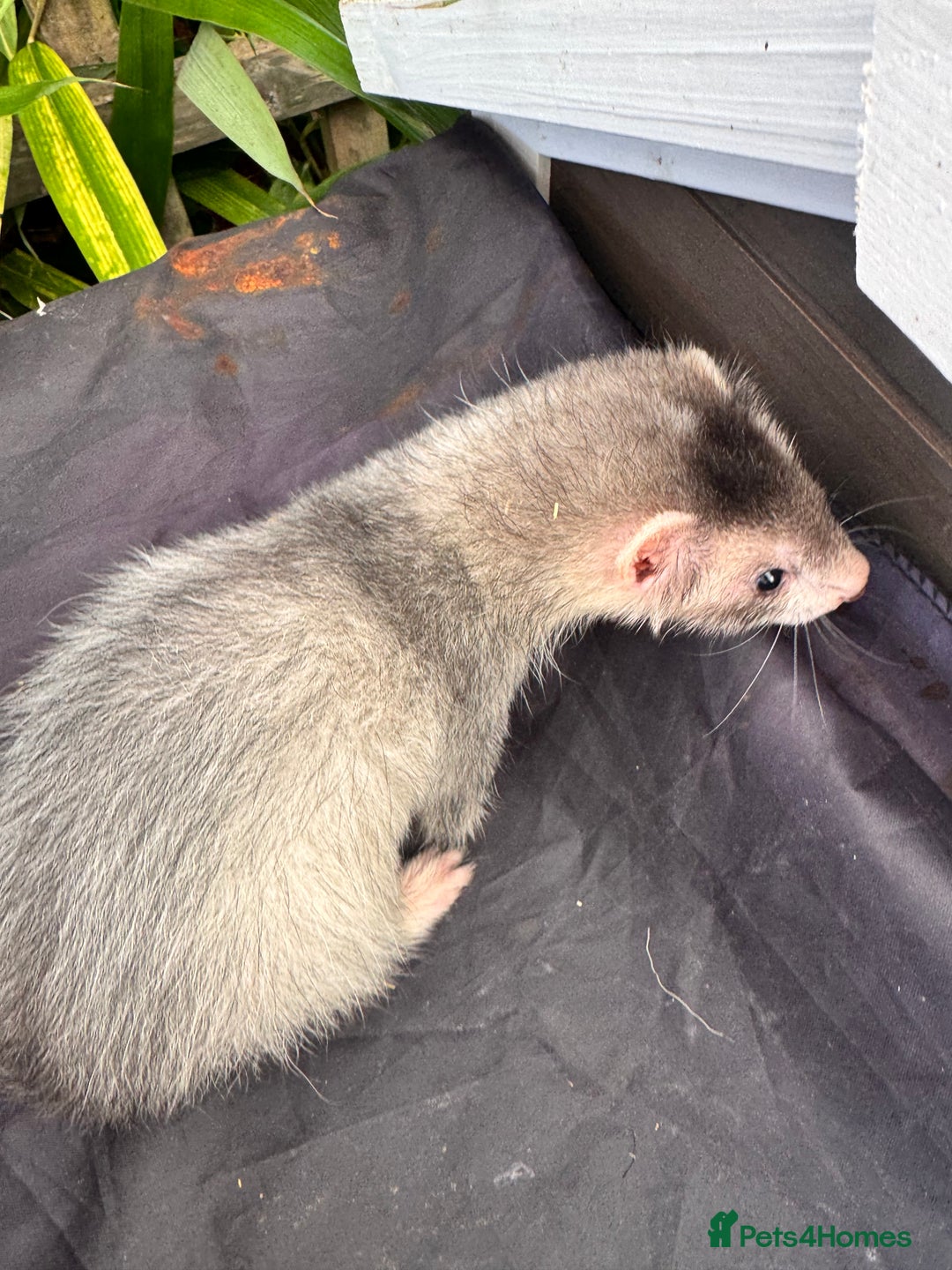 Ferret rodents for sale: Beautiful ferrets for sale - Image 3