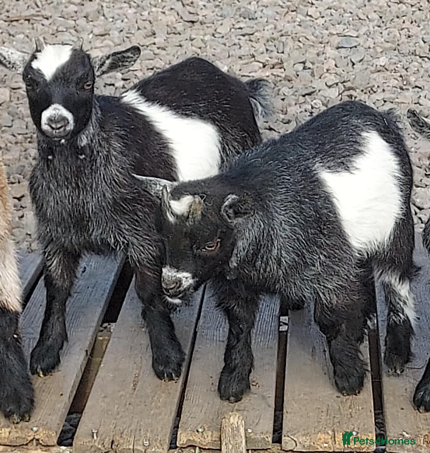 Goats livestock Pygmy Goats x 2 wethered males (price reduced)  - Advert 6