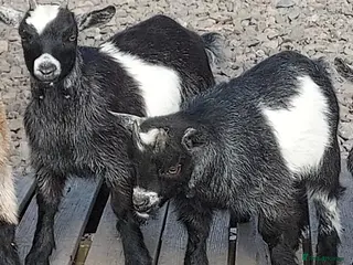 Goats livestock Pygmy Goats x 2 wethered males (price reduced) - Advert 6