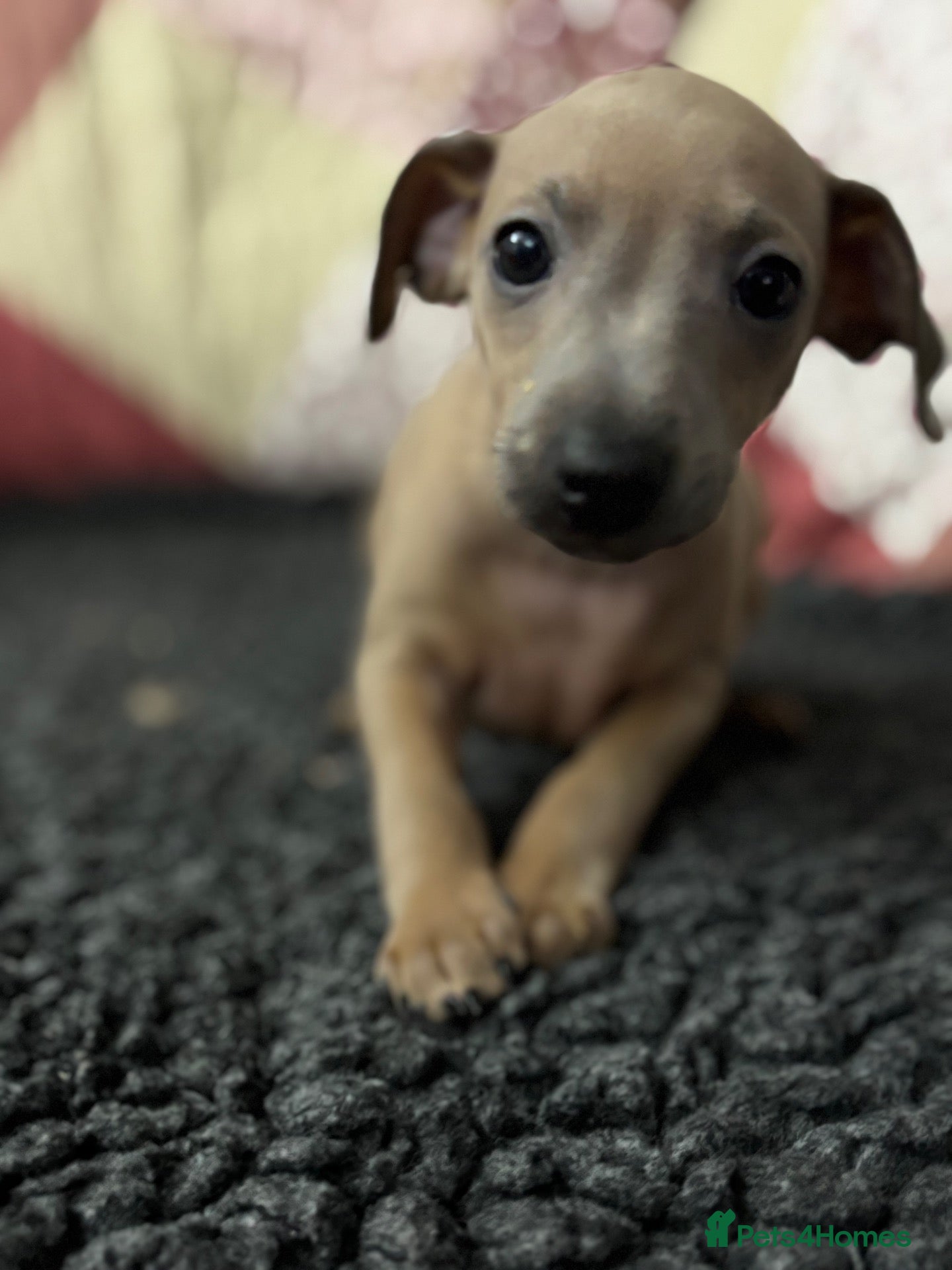 Italian Greyhound dogs Kc Italian fawn boys  - Advert 1