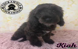 Cockapoo dogs for sale: Exceptional Cockapoo Girls: Ready Now  - Image 4