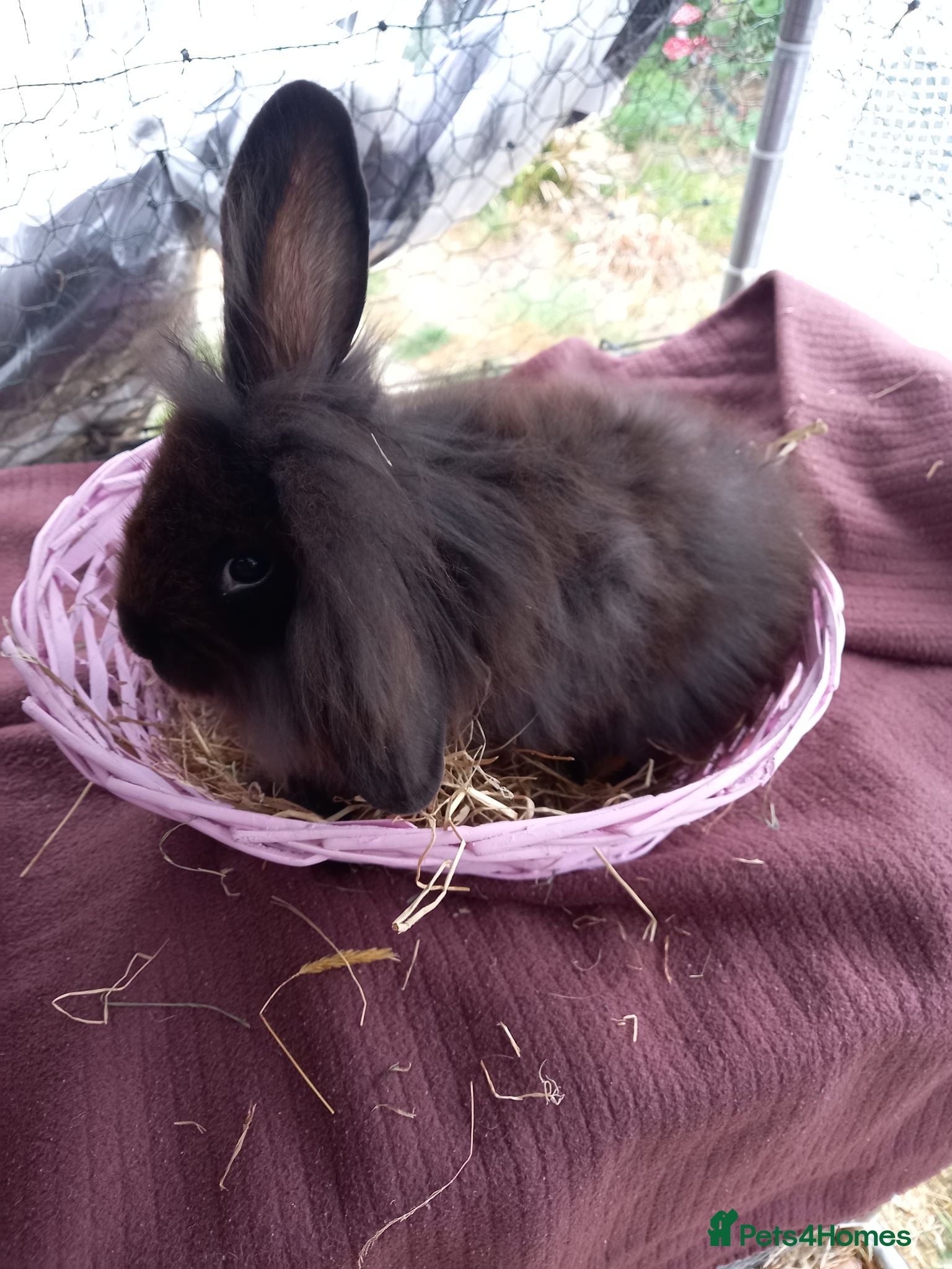 Lionhead rabbits Lion heads x2 for £80 - Advert 4