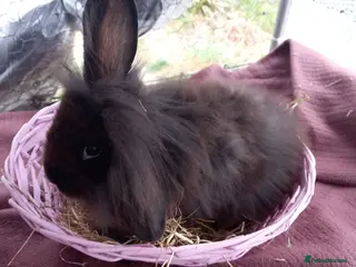 Lionhead rabbits Lion heads x2 for £80 - Advert 4