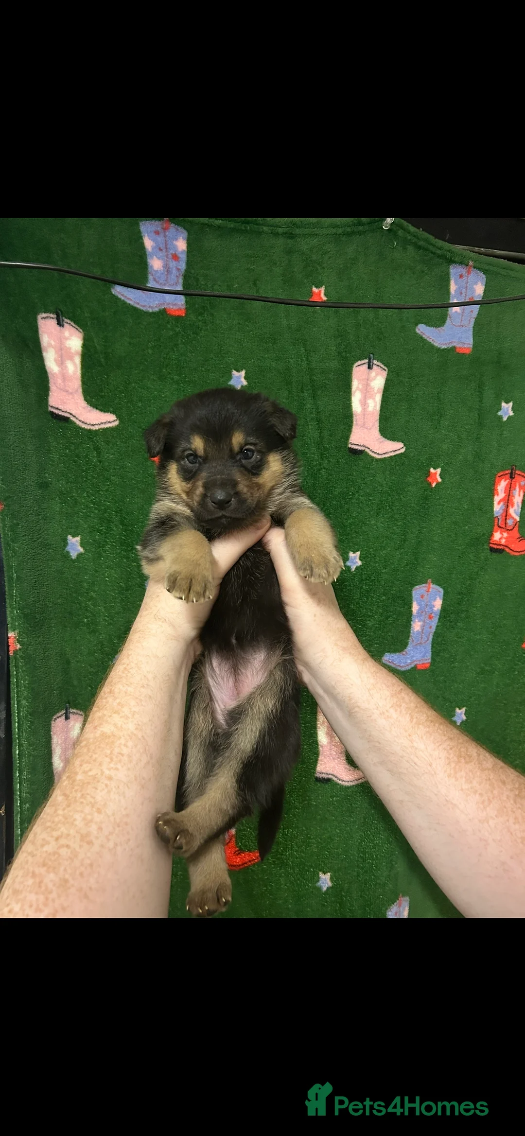 Mixed Breed dogs for sale: Swiss Shepherd Rottweiler  mix breed puppies - Advert 28