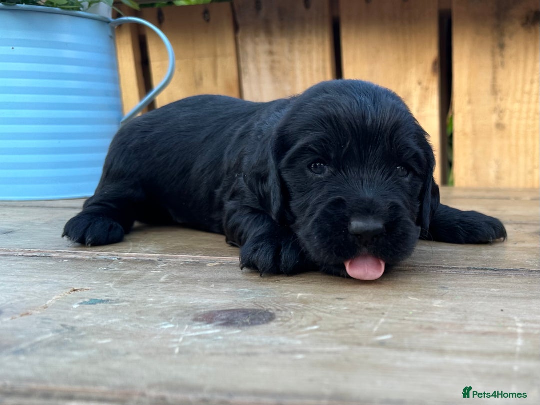 Mixed Breed dogs for sale: Gorgeous litter of 8 x F1 Sprocker Spaniels - Image 33