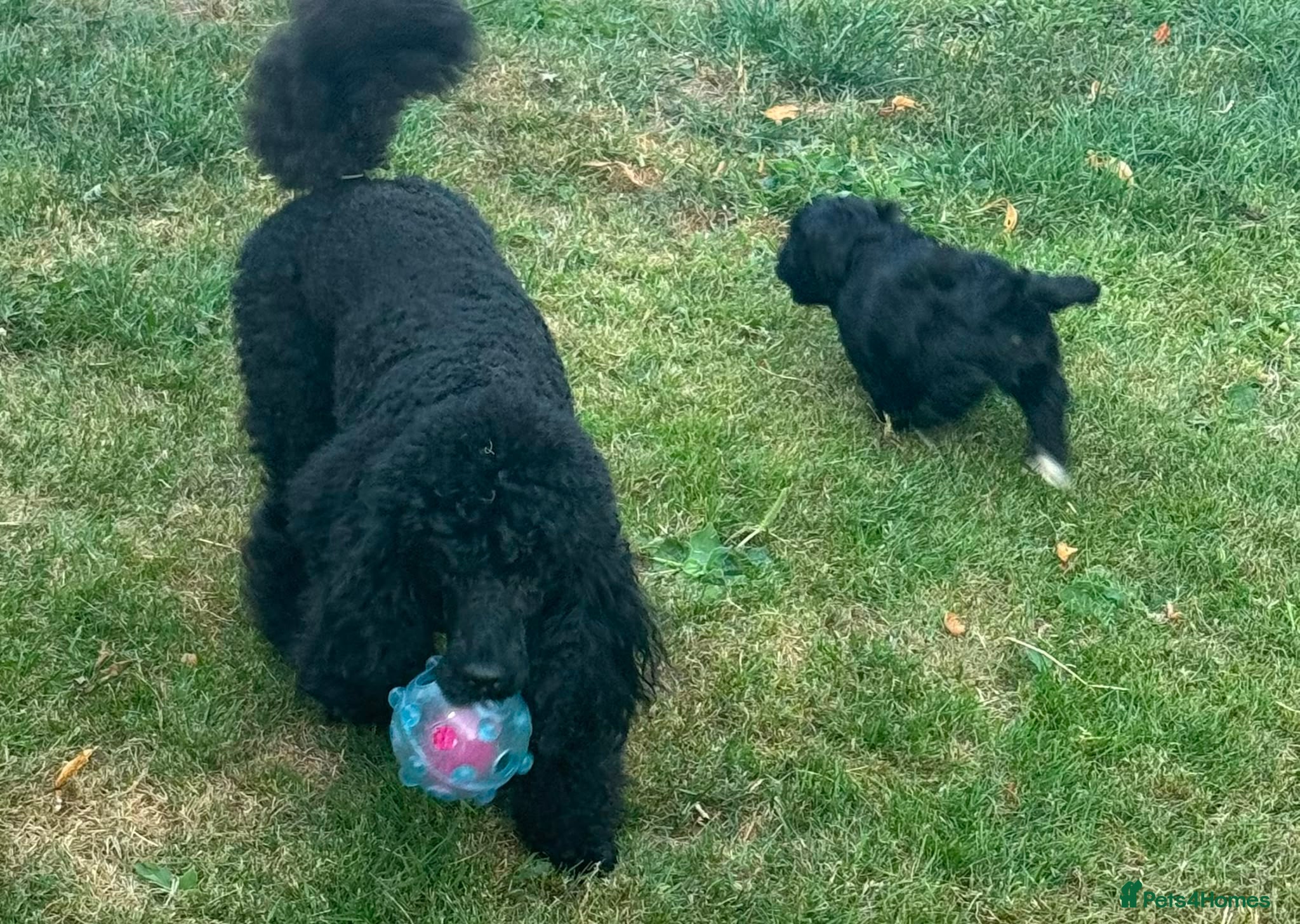 Cavapoo dogs Beautifull health tested cavapoos - Advert 2