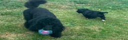 Cavapoo dogs for sale: Beautifull health tested cavapoos - Advert 3