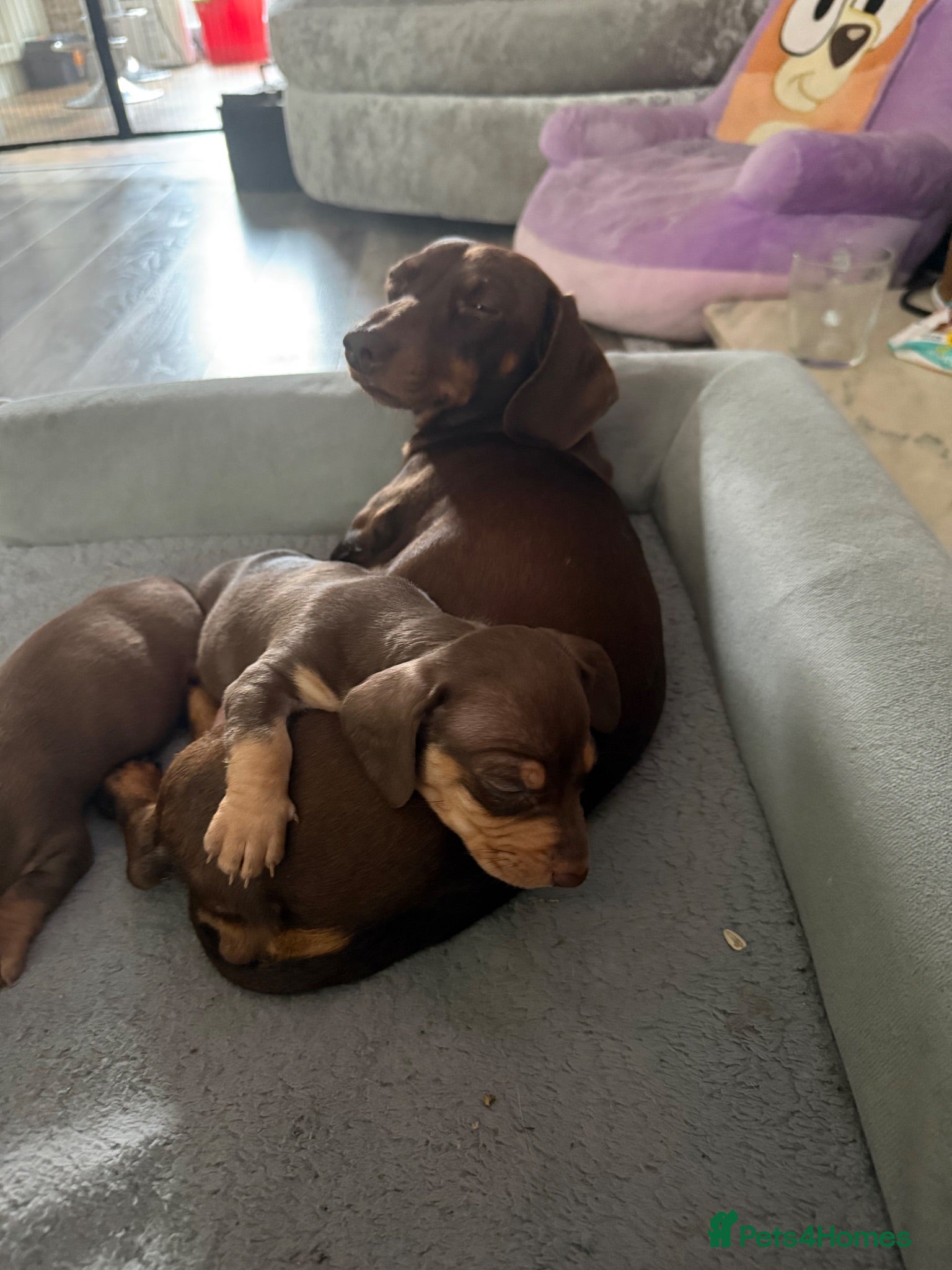 Miniature Dachshund dogs 3 beautiful little boys looking for new homes - Advert 13