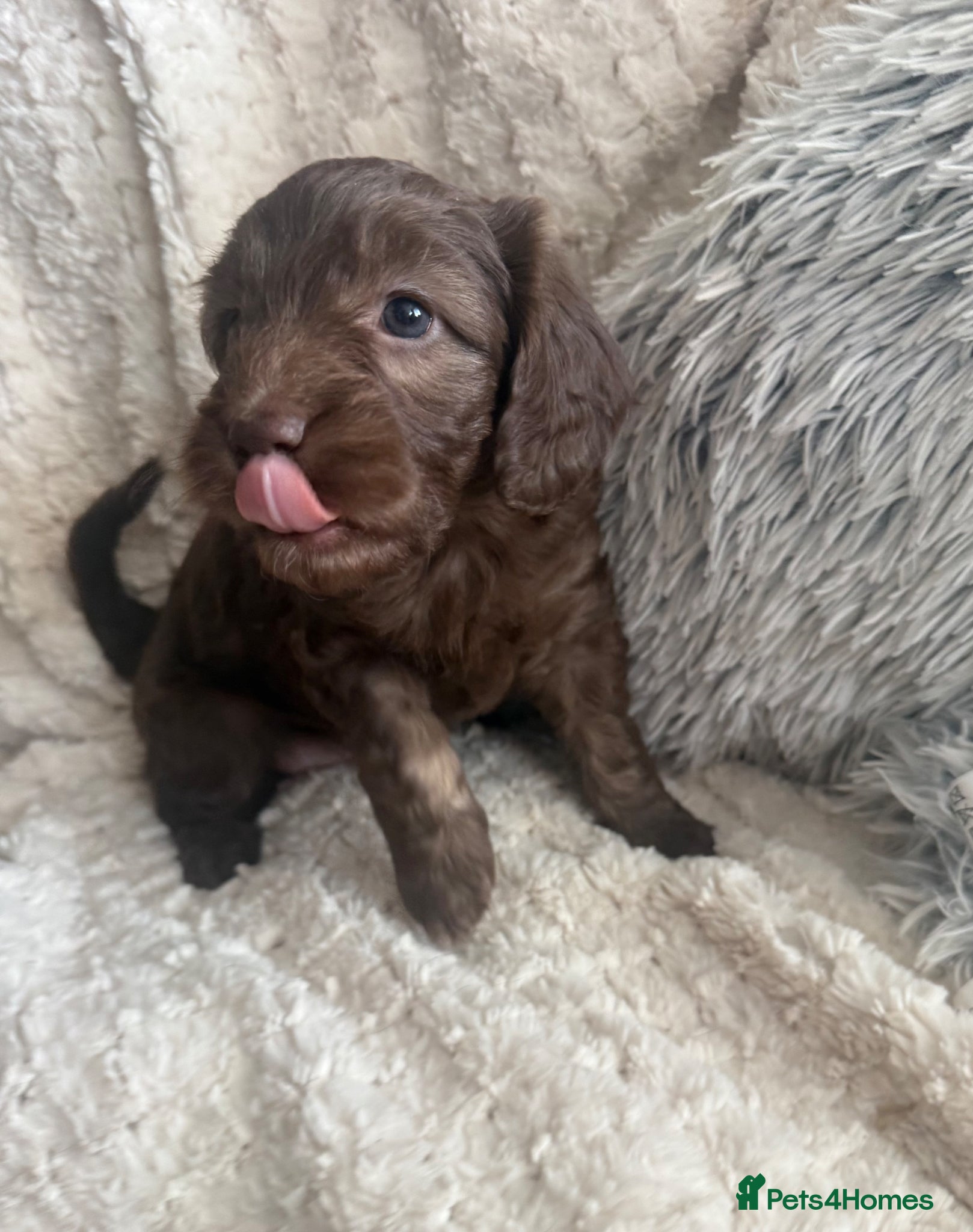 Mixed Breed dogs Gorgeous Multigen puppies - Advert 1