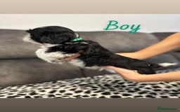 Shih Tzu dogs for sale: 🩷 Beautiful Shitzu Puppies 🩷 - Image 28