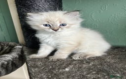 Siberian cats for sale: 😍 Siberian Neva Masquerade kittens 😍 - Image 21