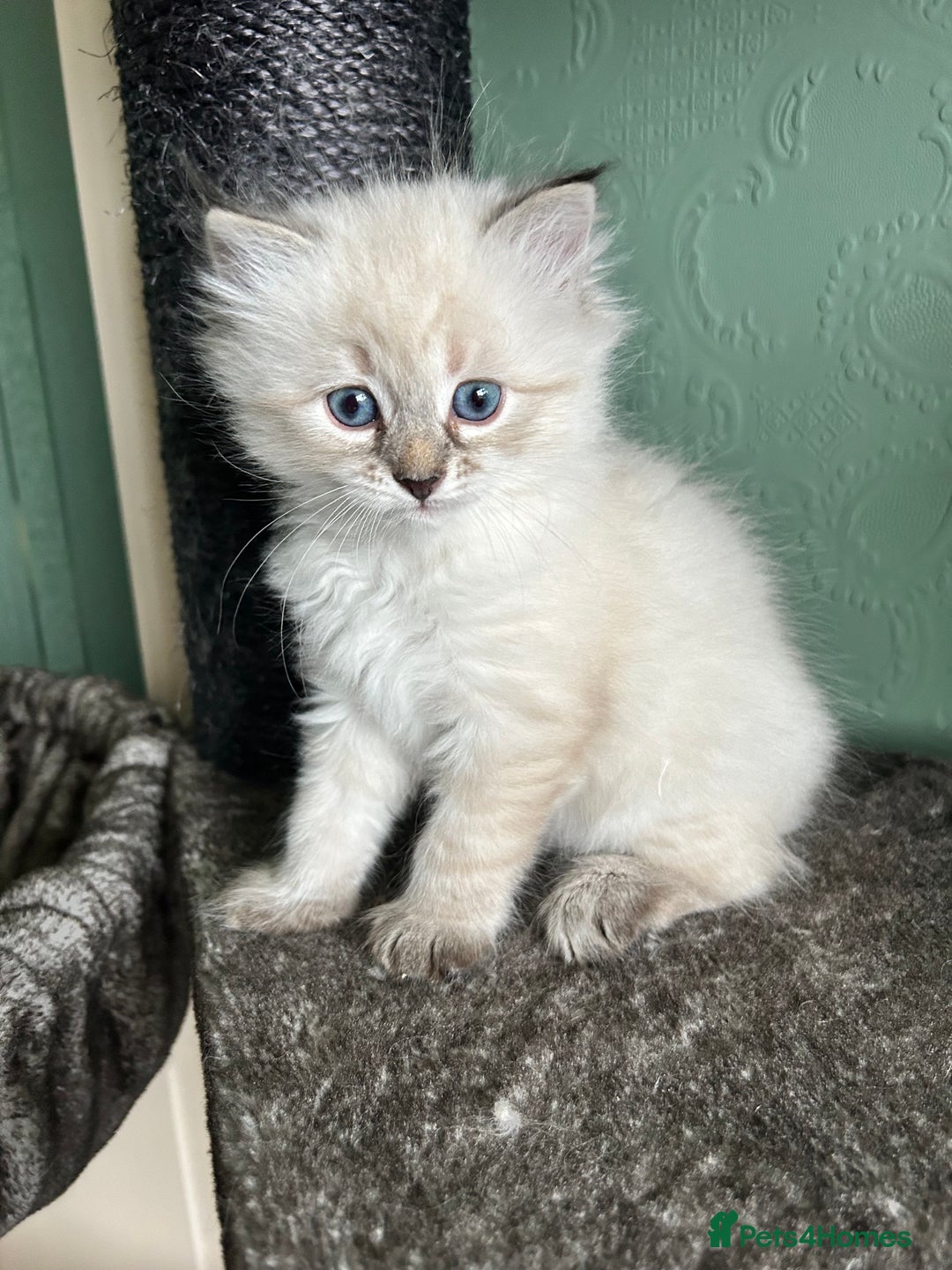 Siberian cats for sale: 😍 Siberian Neva Masquerade kittens 😍 - Image 21