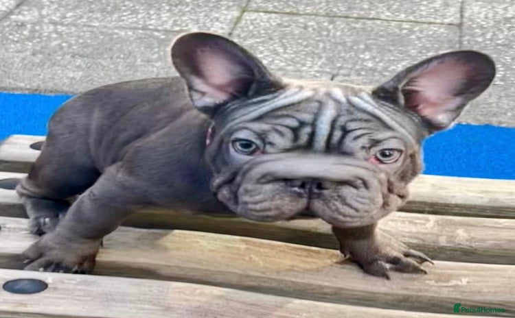 French Bulldog dogs French Bulldog 2 Boys 🐶 and 1 girl 🐶 - Advert 2