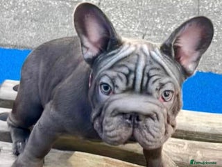 French Bulldog dogs French Bulldog 2 Boys 🐶 and 1 girl 🐶 - Advert 5