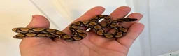 Boa Snake reptiles for sale: Young Brazilian rainbow boa snake - Advert 6