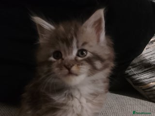 Maine Coon cats Full Maine coon kittens - Advert 7