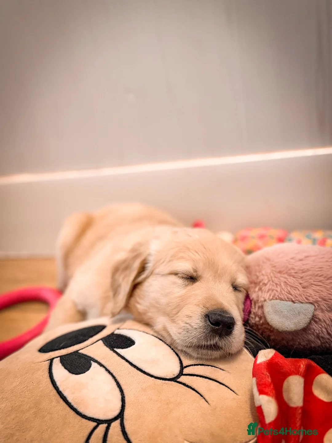 Golden Retriever dogs for sale: KC HEALTH TESTED PUPS *1 boy remaining* - Advert 3