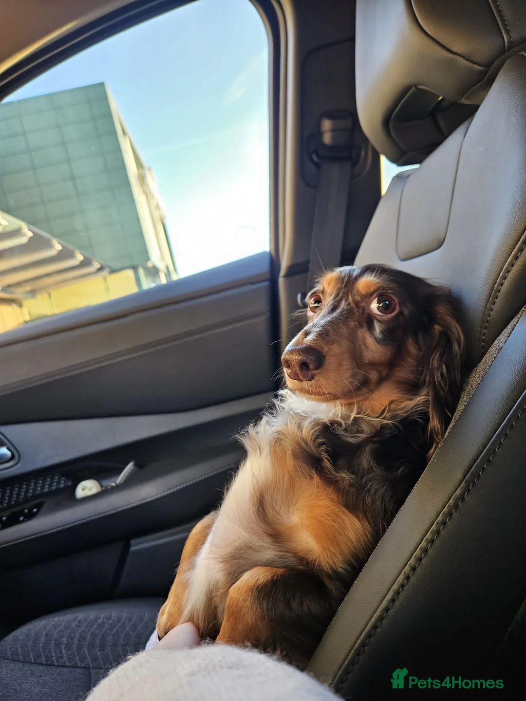 Miniature Dachshund dogs for sale: Long haired mini dachshunds  - Advert 11