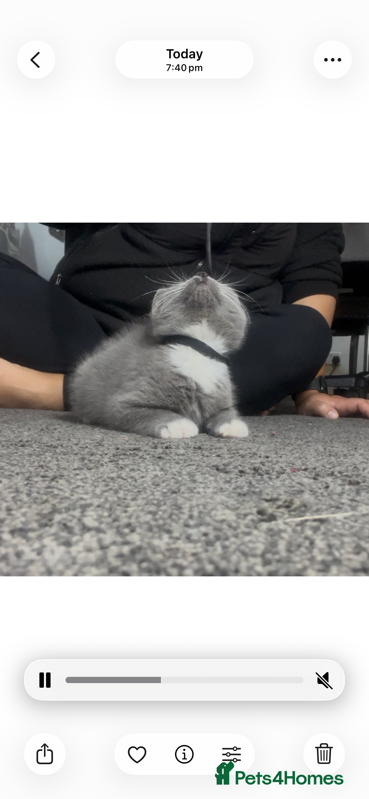 British Shorthair cats for sale: British short hair kittens - Advert 2
