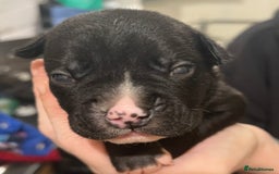 Mixed Breed dogs for sale: 4 Beautiful puppies looking for forever homes. - Image 1