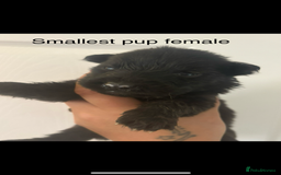 German Shepherd dogs for sale: CUTE 3/4 GERMAN SHEPHERD PUPPIES READY 27th AUGUST - Image 9