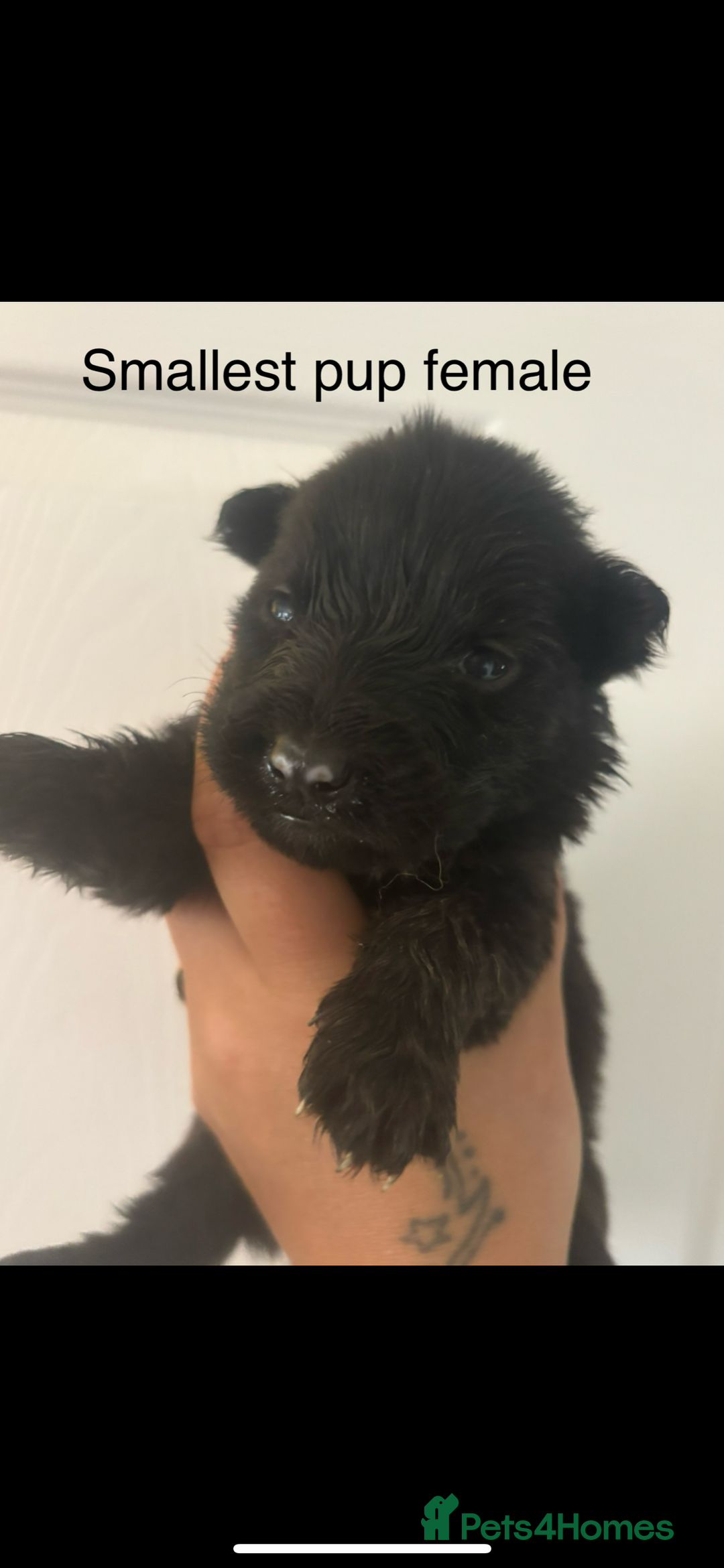 German Shepherd dogs for sale: CUTE 3/4 GERMAN SHEPHERD PUPPIES READY 27th AUGUST - Image 9