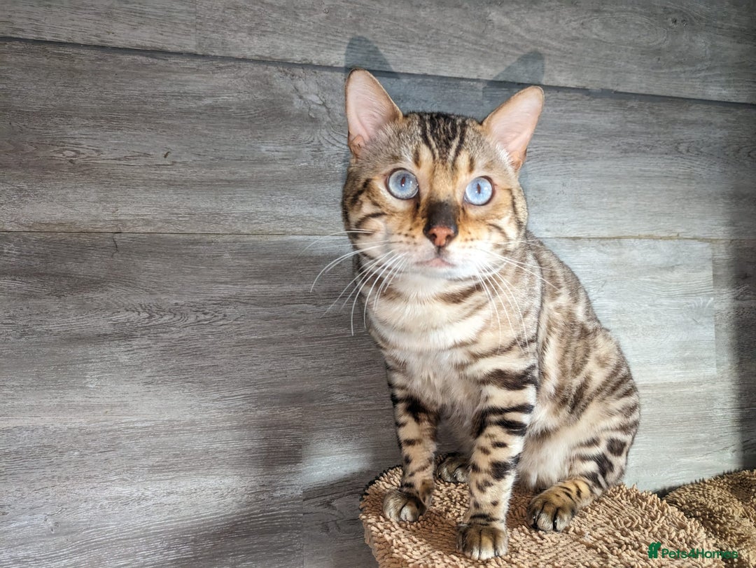 Bengal cats for sale: 🐾Gorgeous Female Bengal Kitten Available! - Image 8