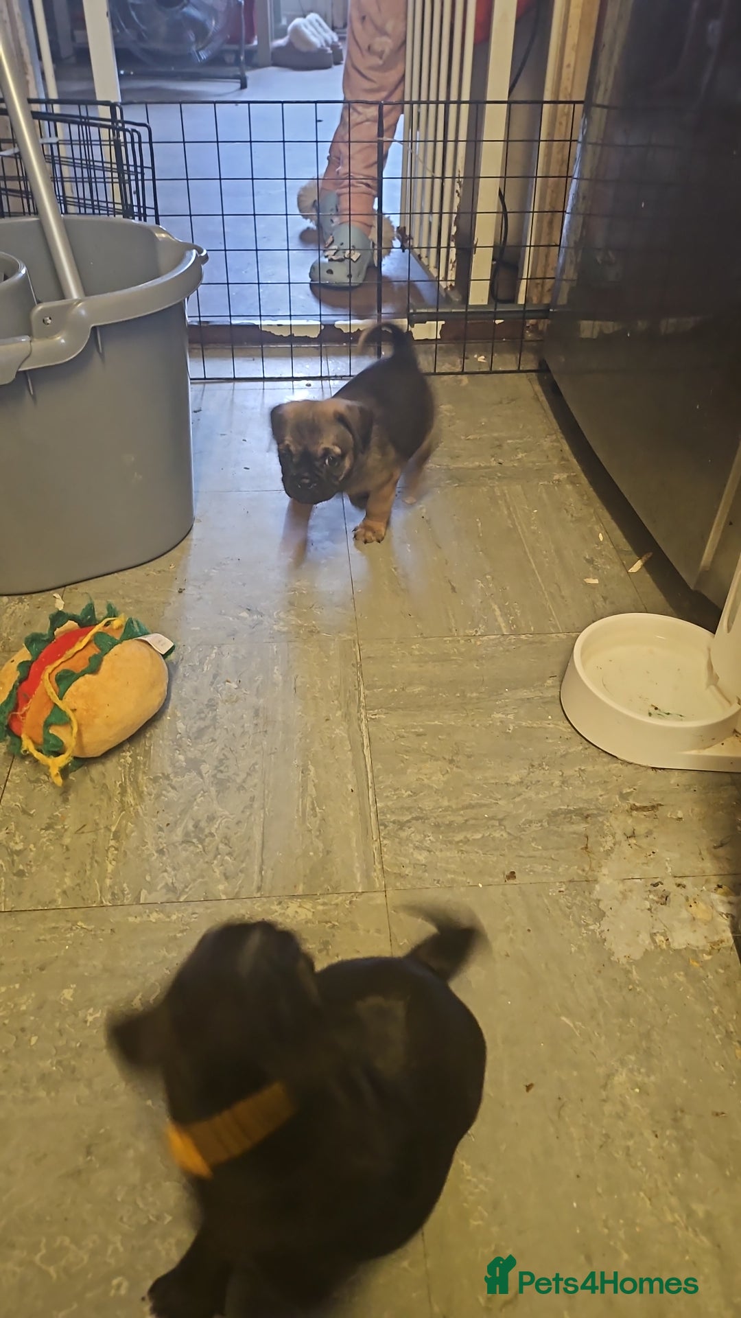 Mixed Breed dogs for sale: Reduced to 400 - Image 14