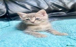 Siberian cats for sale: EXCLUSIVE Siberian Neva Masquerade-Luxury Lineage - Image 22
